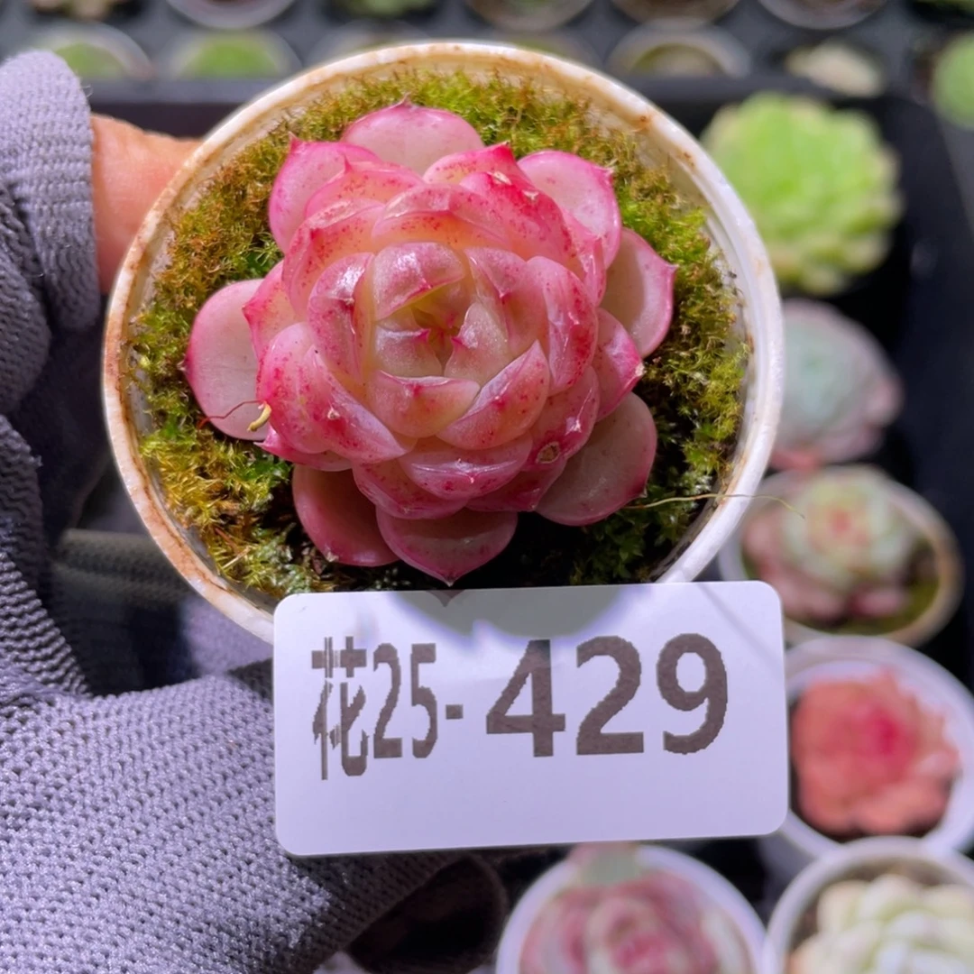 花利美25-429海王