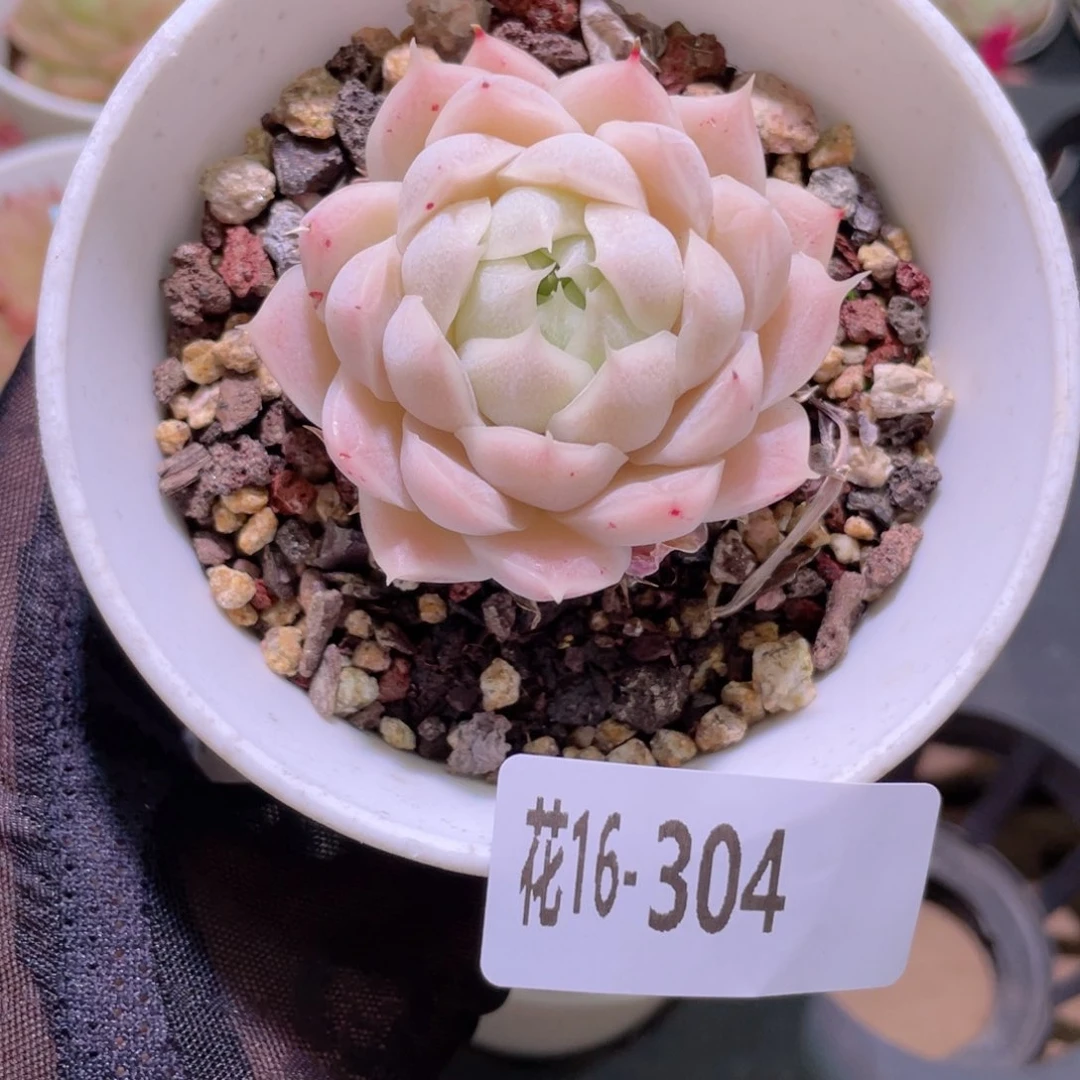 花利美16-304麦秆