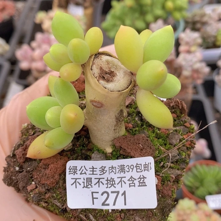 金蝉老桩有砍271多肉植物