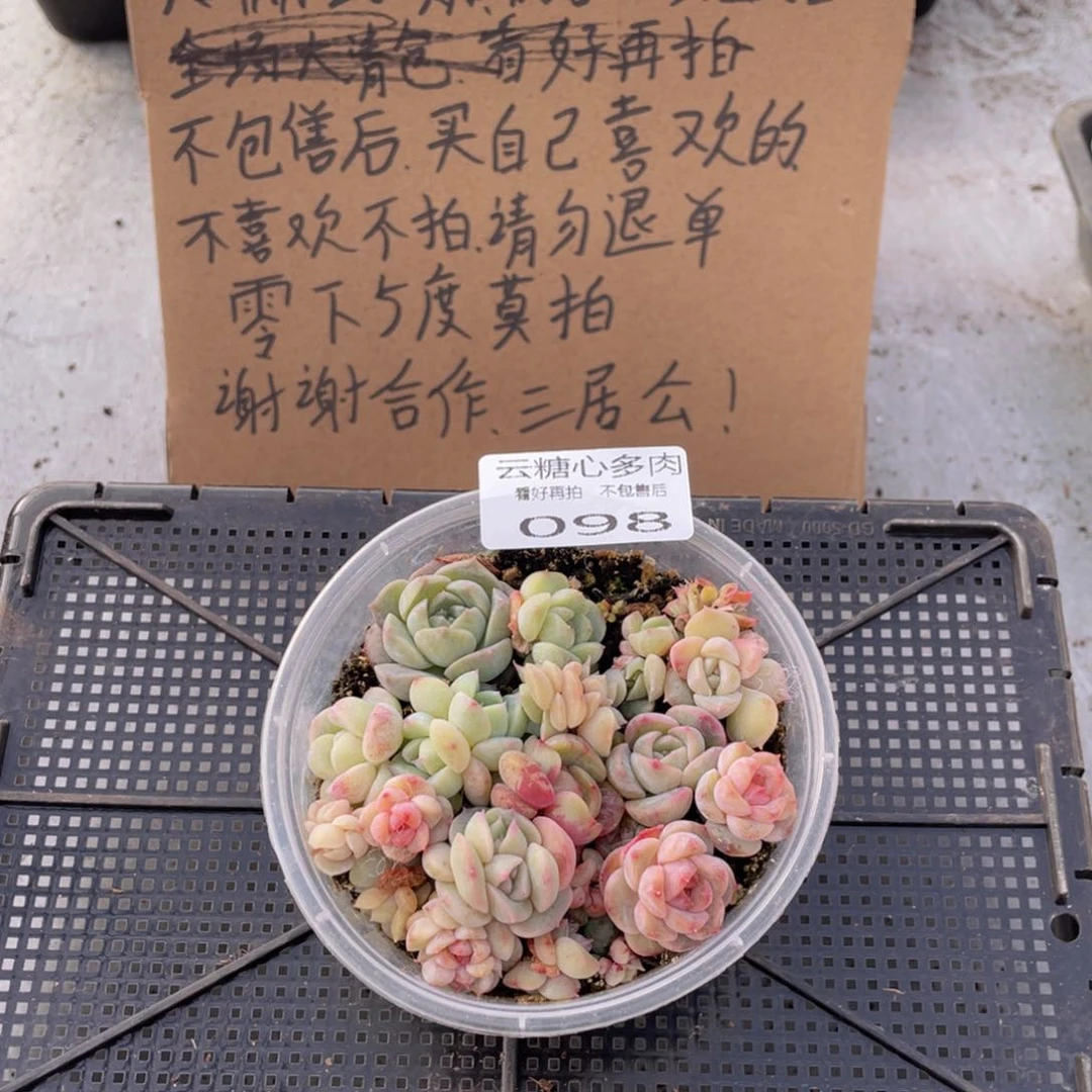 云糖心多肉植物98