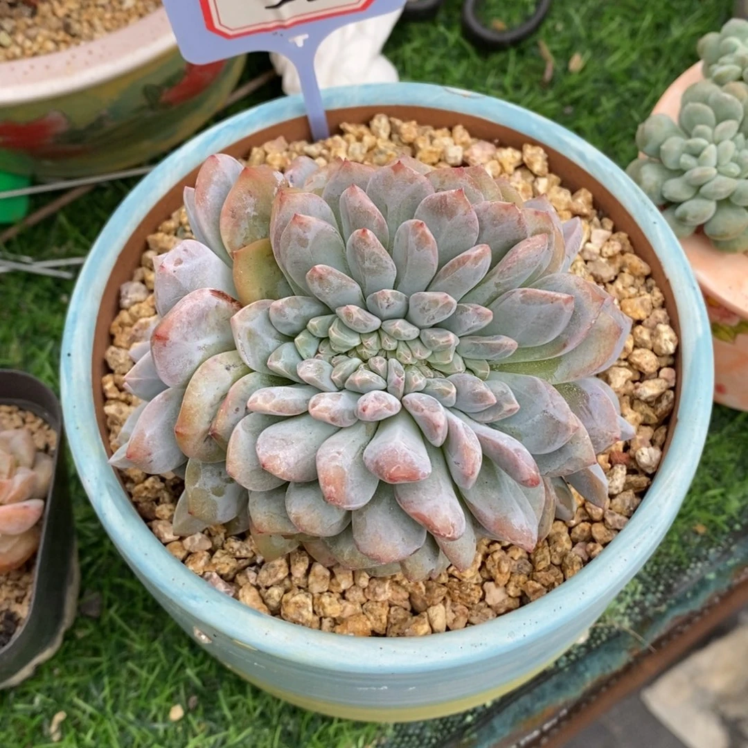 星影缀化非偏远38包邮
