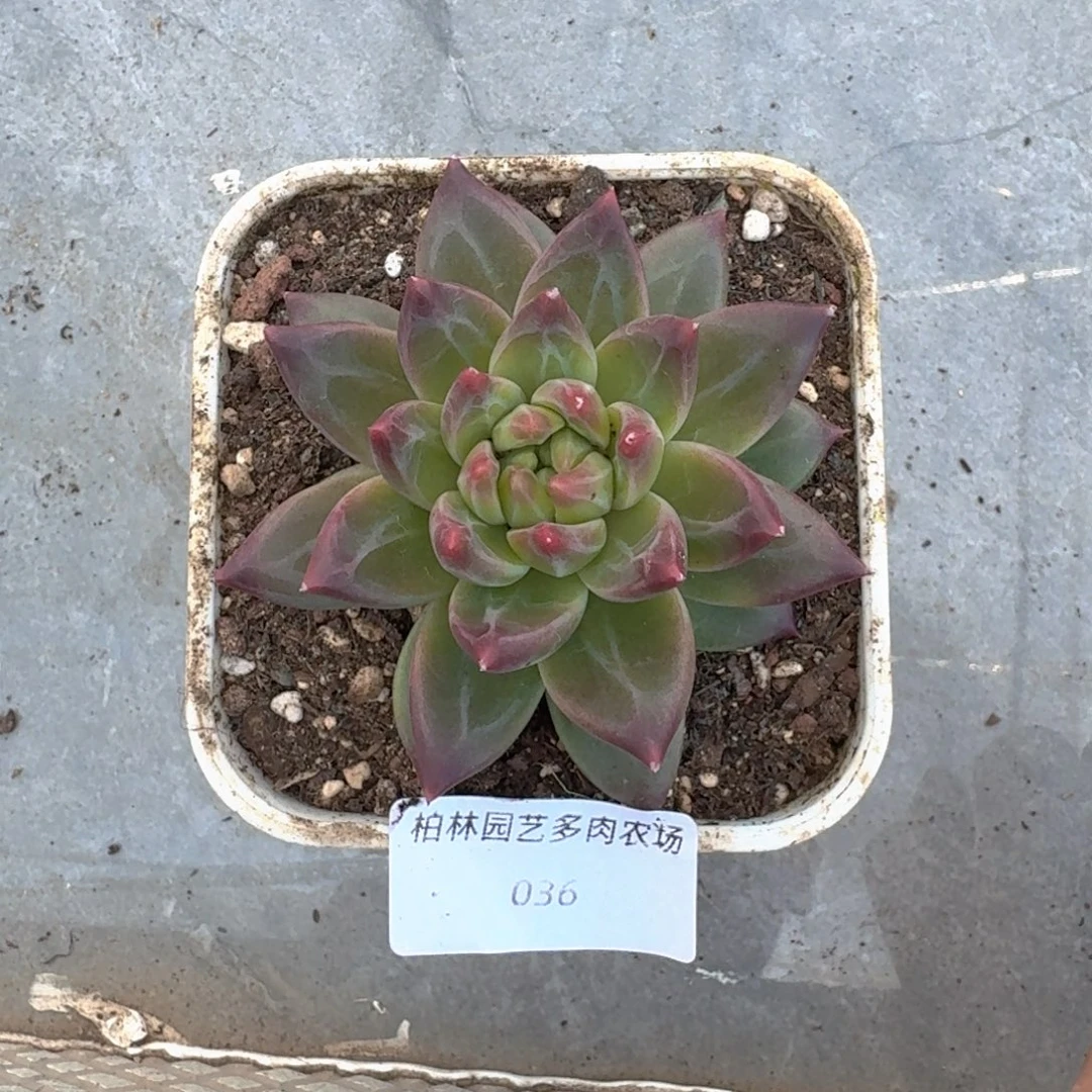 036 美人杂交 一物一拍