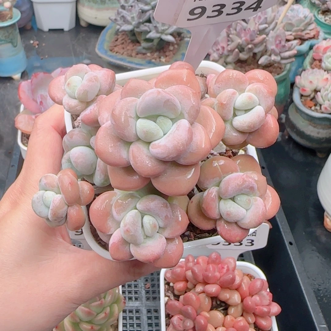 多肉植物9334…………