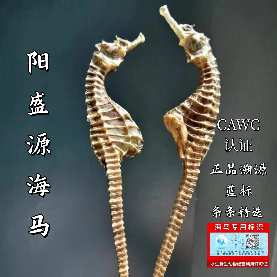 海马正品溯源保真海马公母一对海马泡酒专用海马公母一对正品