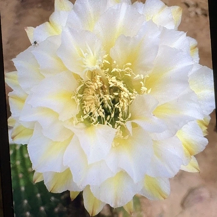 加强六月五侧芽5公分左右毛花柱（20包邮）