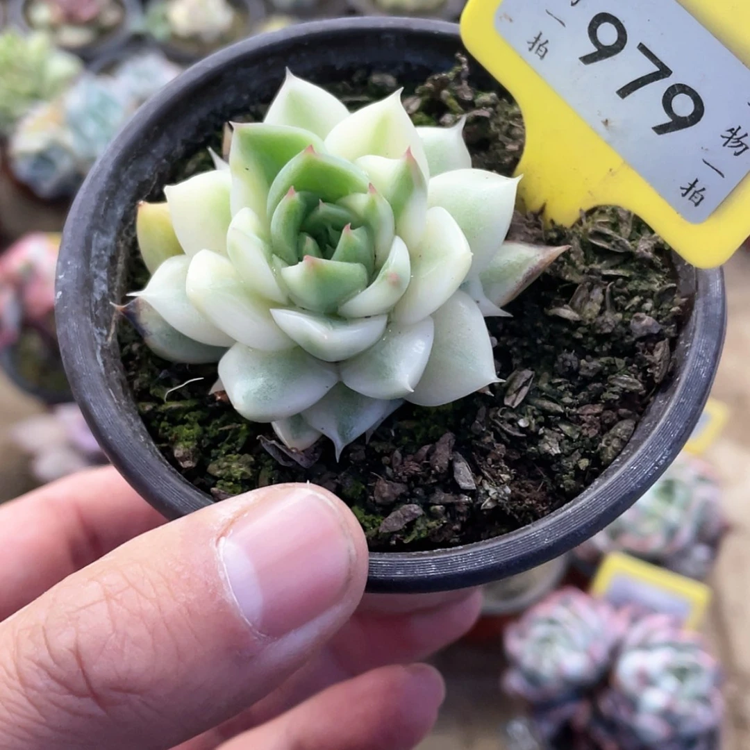 【闪购商品】蜜*979号