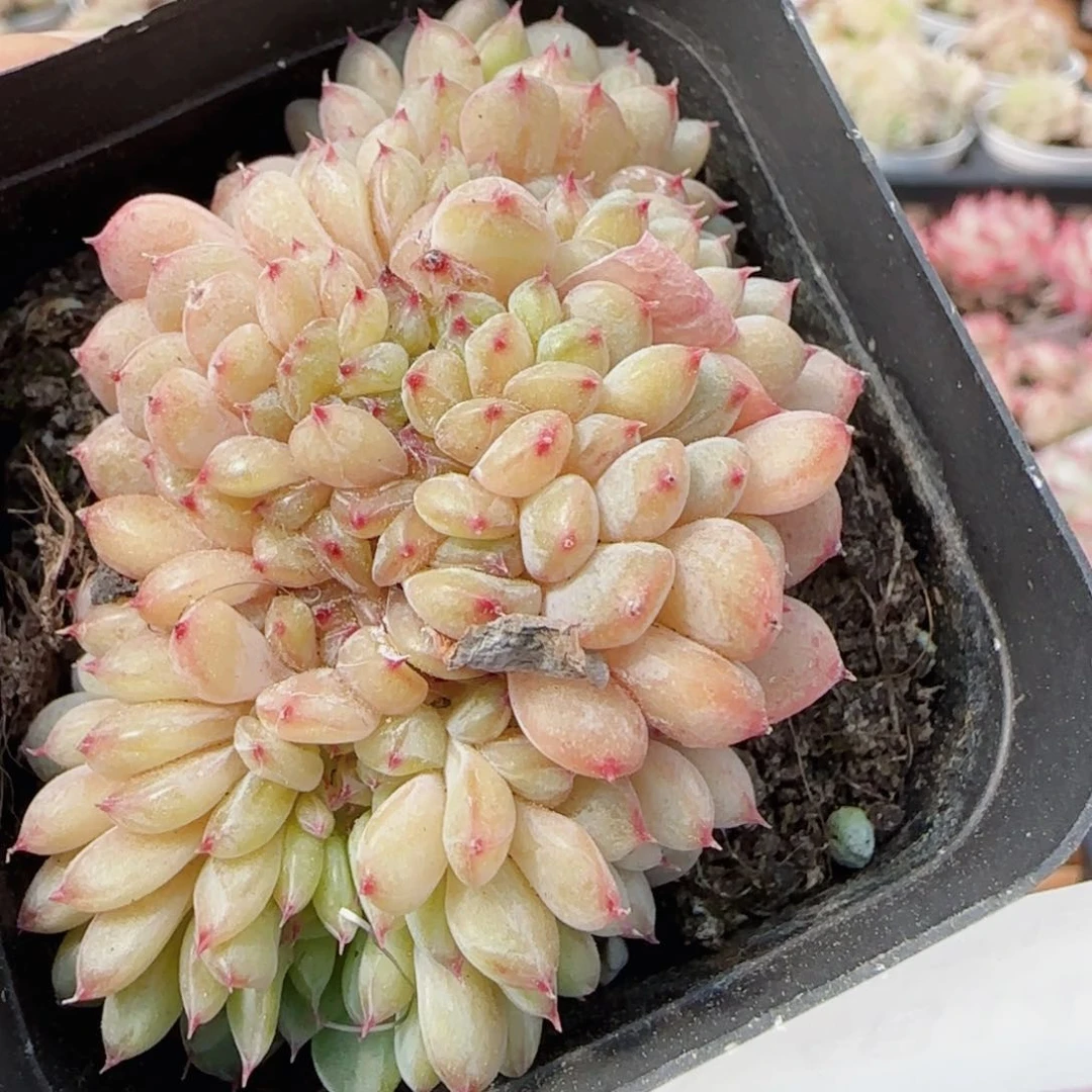 花语逸镜0414-240