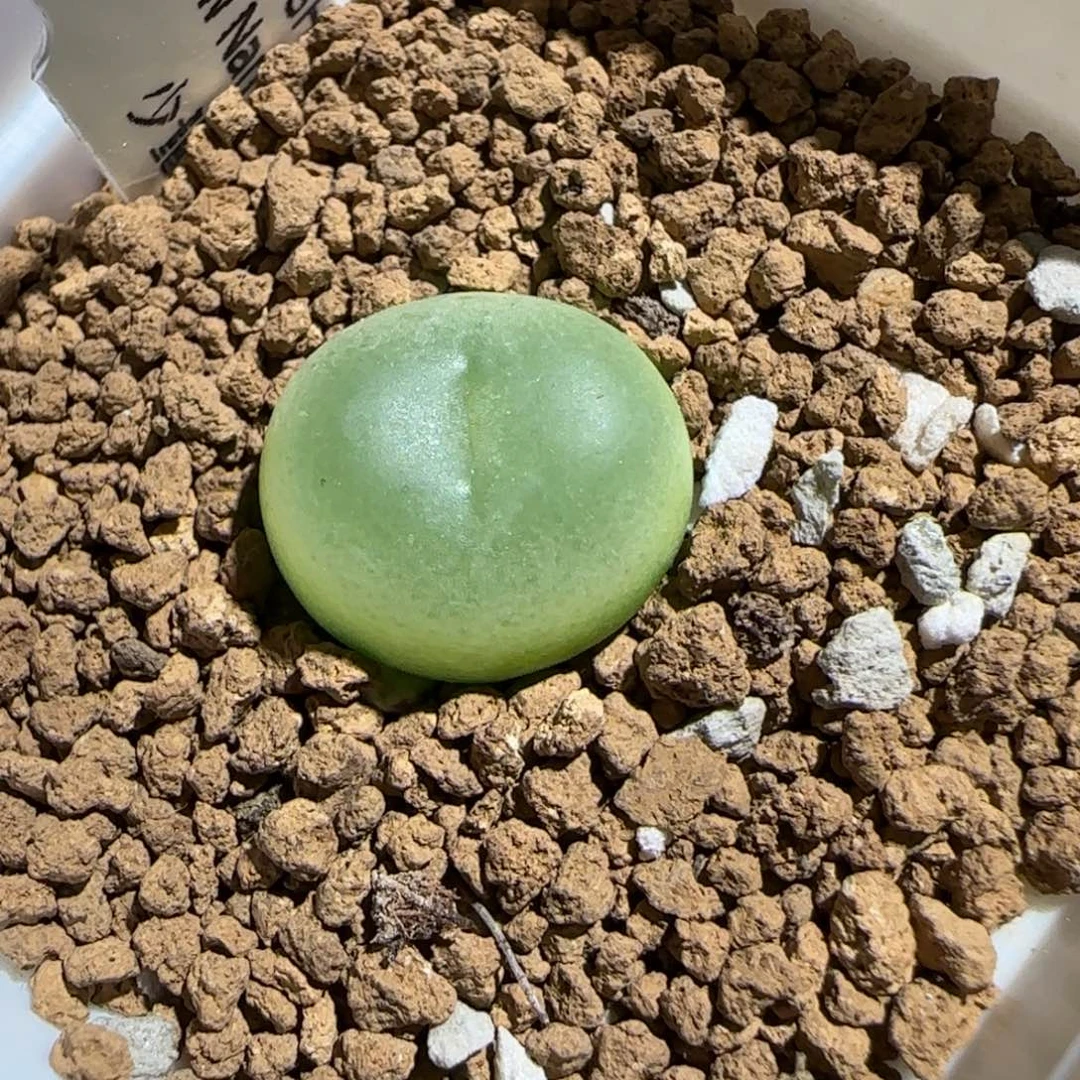 肉锥多肉植物组合-sh1200拉登514