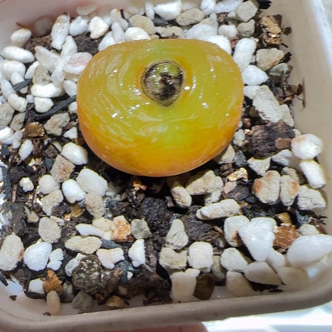 肉锥多肉植物百科-1389