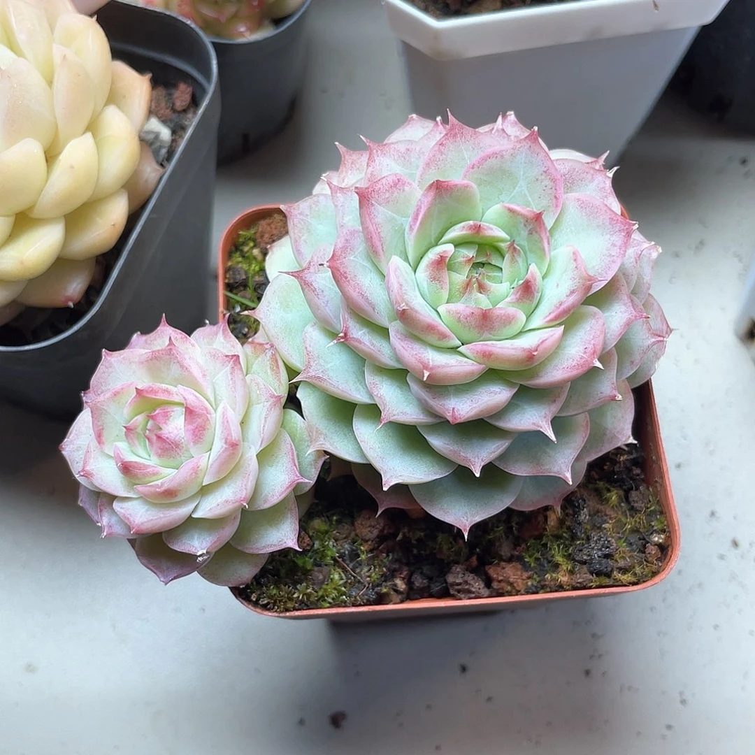 ?****蝎优选女王福利9410