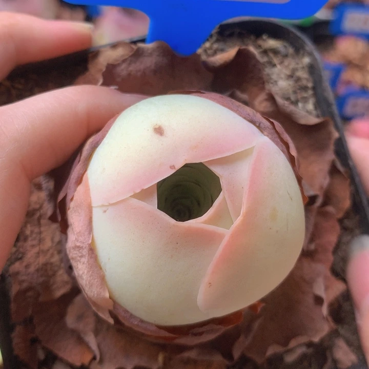一物一拍星辰桃红186
