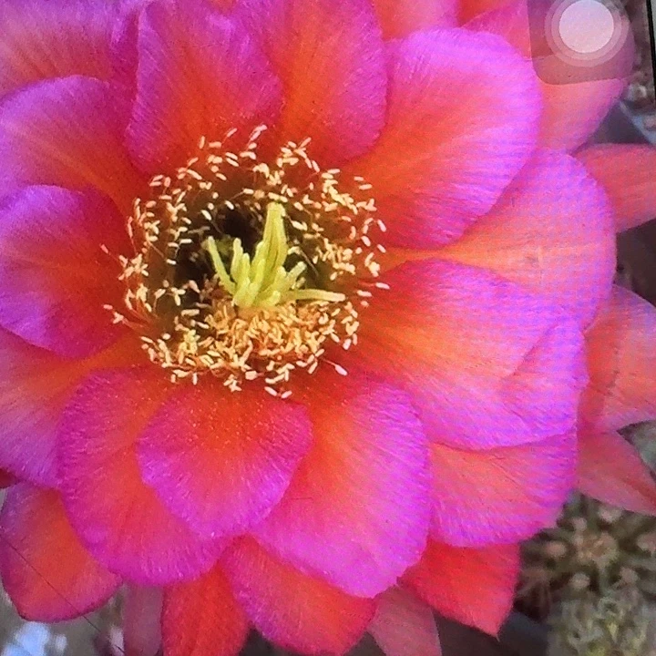 阿不里侧芽5公分左右毛花柱（20包邮）