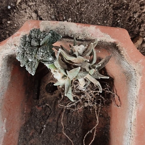 1028处理瑕疵仙人球