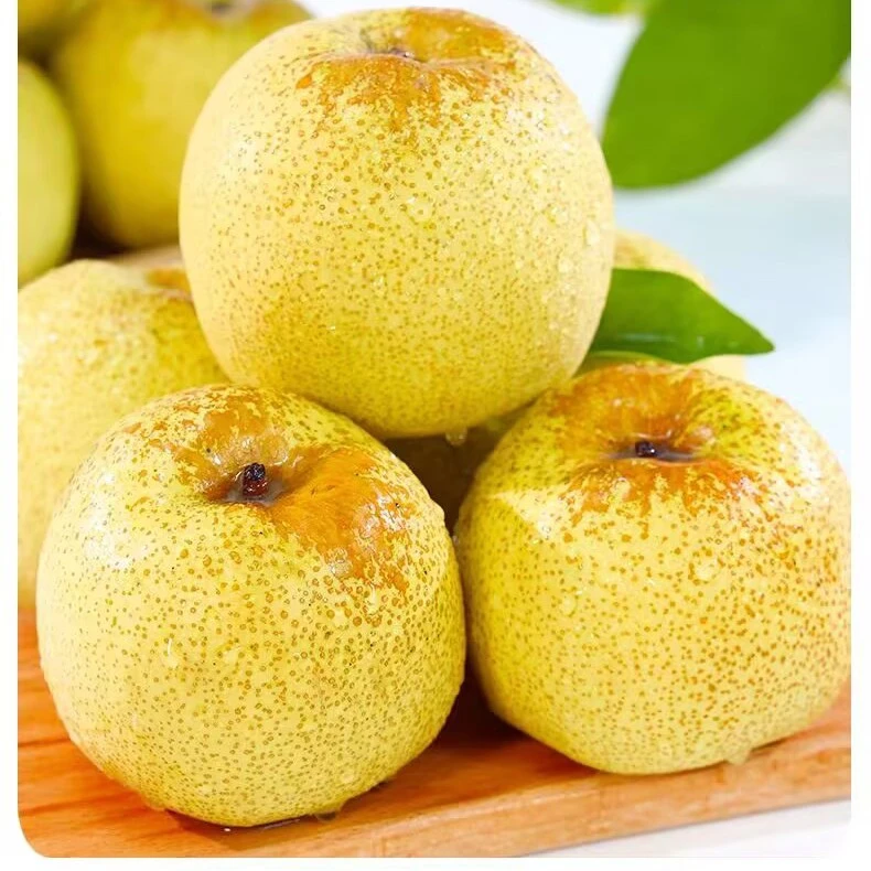 砀山酥梨新鲜采摘原产地现摘现发爆甜多汁酥脆可口