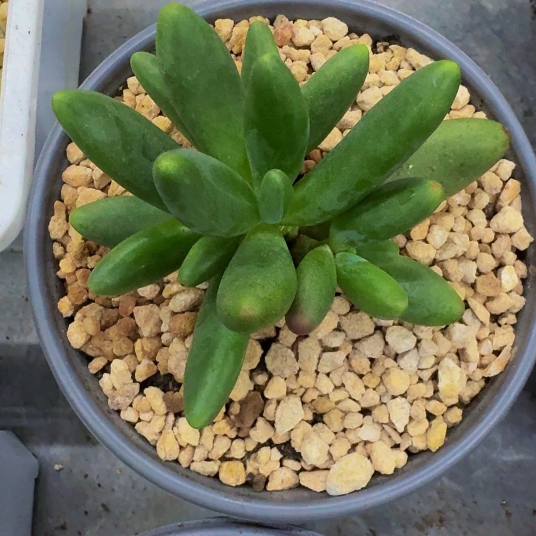 绿体烟花 一物一拍