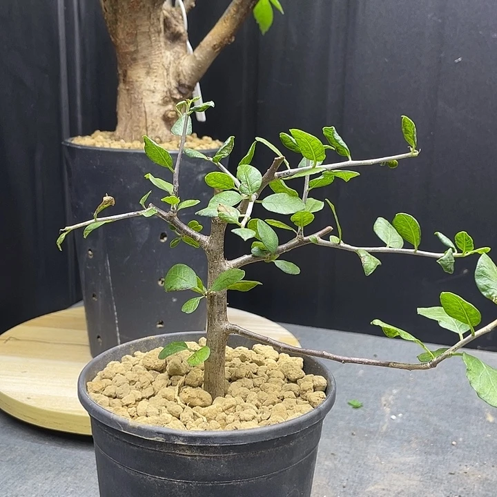 舍特达利1111111111111