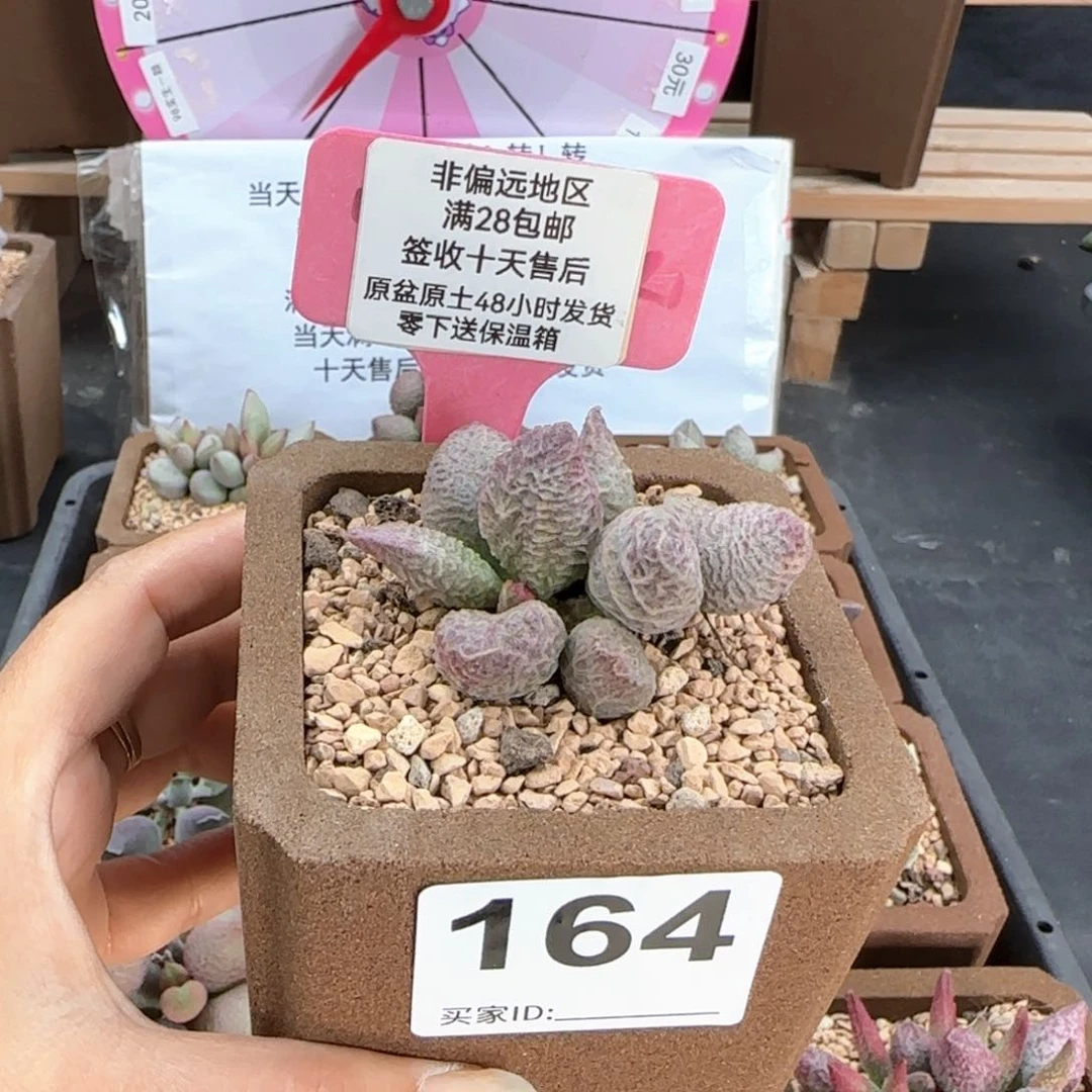 164融化纹猪肝多肉植物