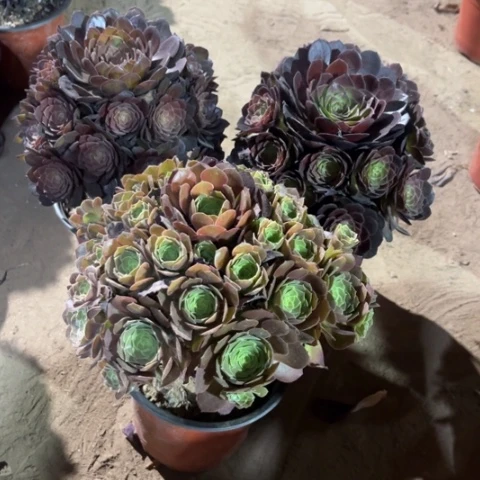 317多肉植物组合