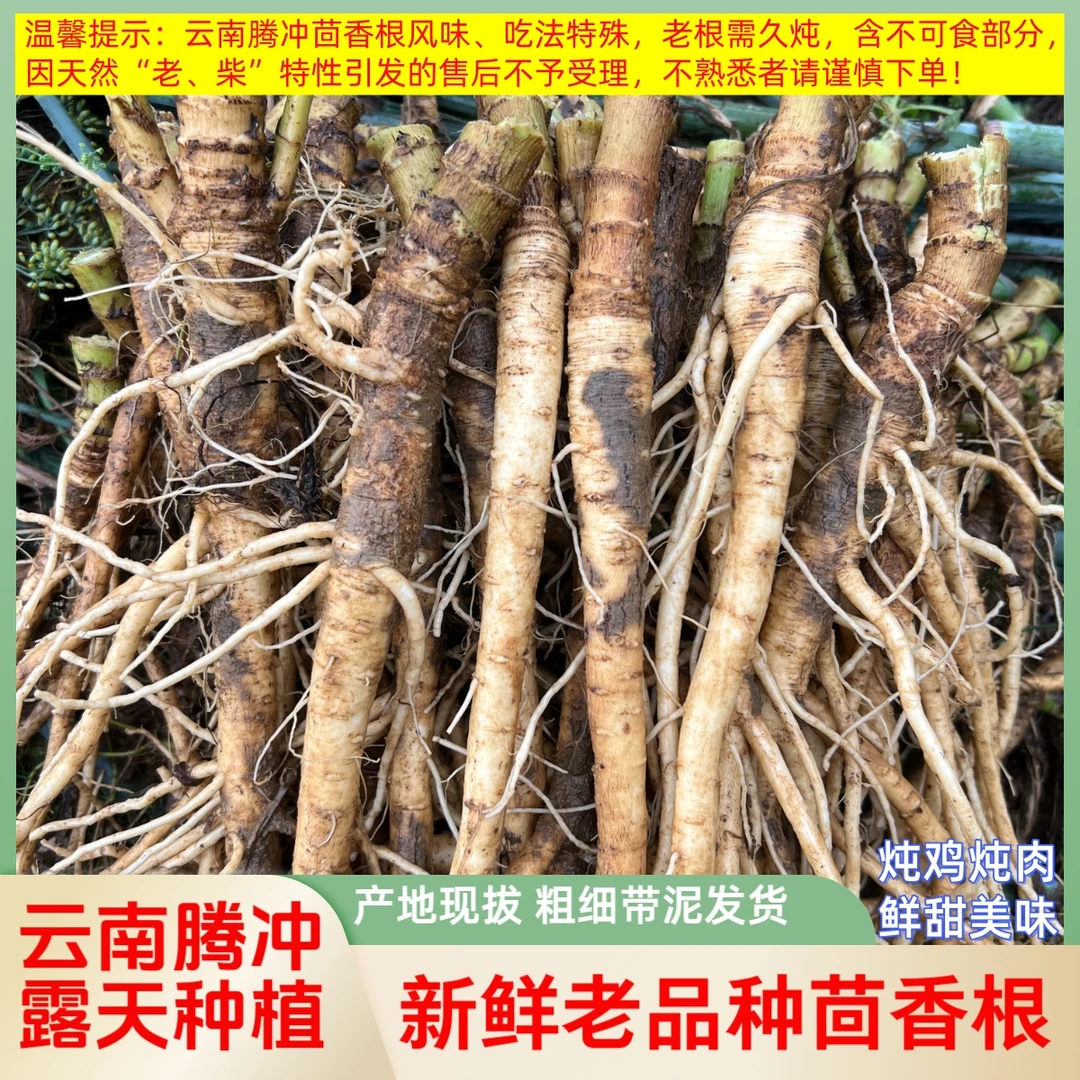 云南茴香根新鲜蔬菜根腾冲老品种现挖带土煲汤鲜甜炖鸡肉排骨猪脚