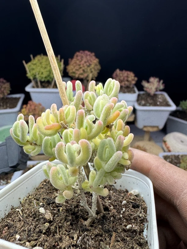 橙叶锦专拍专拍专拍