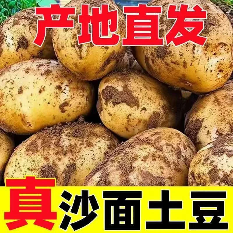 黑龙江y新鲜现挖黄心土豆农家自种沙面可口蔬菜马铃薯