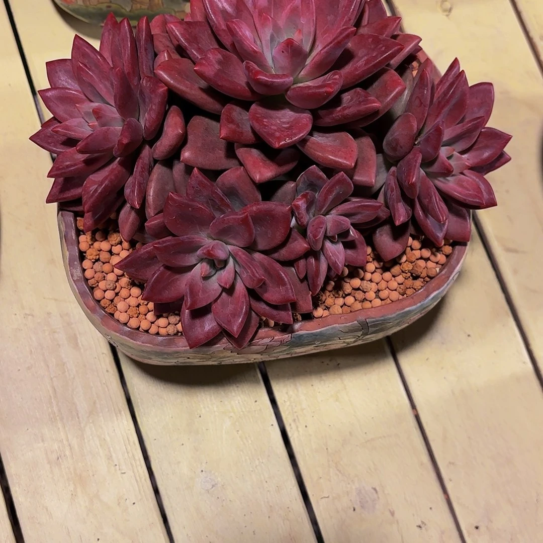 小小弟精品多肉和菲