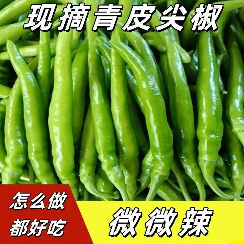河南露天种植现摘现发虎皮辣椒农家自种新鲜微辣尖椒青辣椒牛角椒