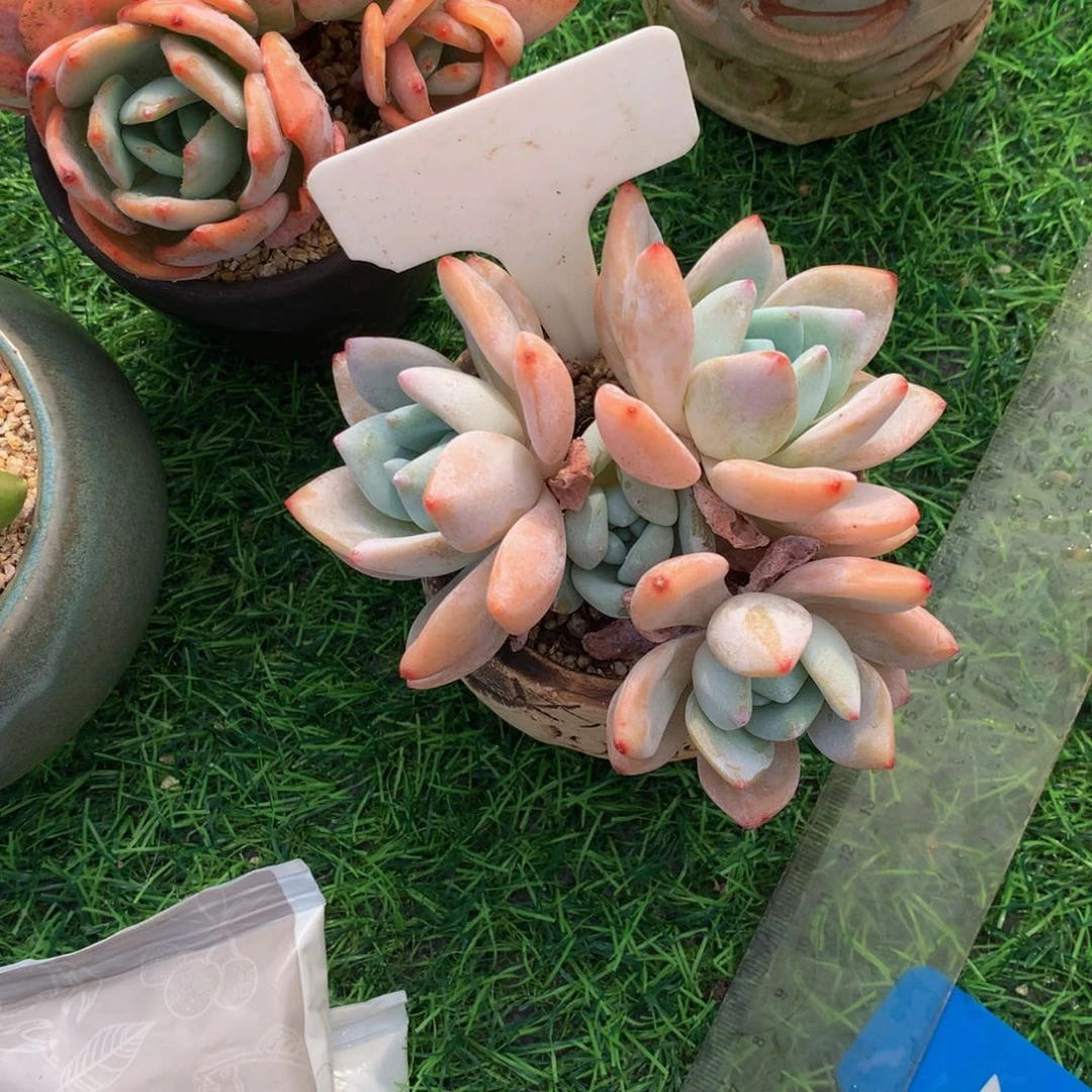央***7多肉植物欧62626272