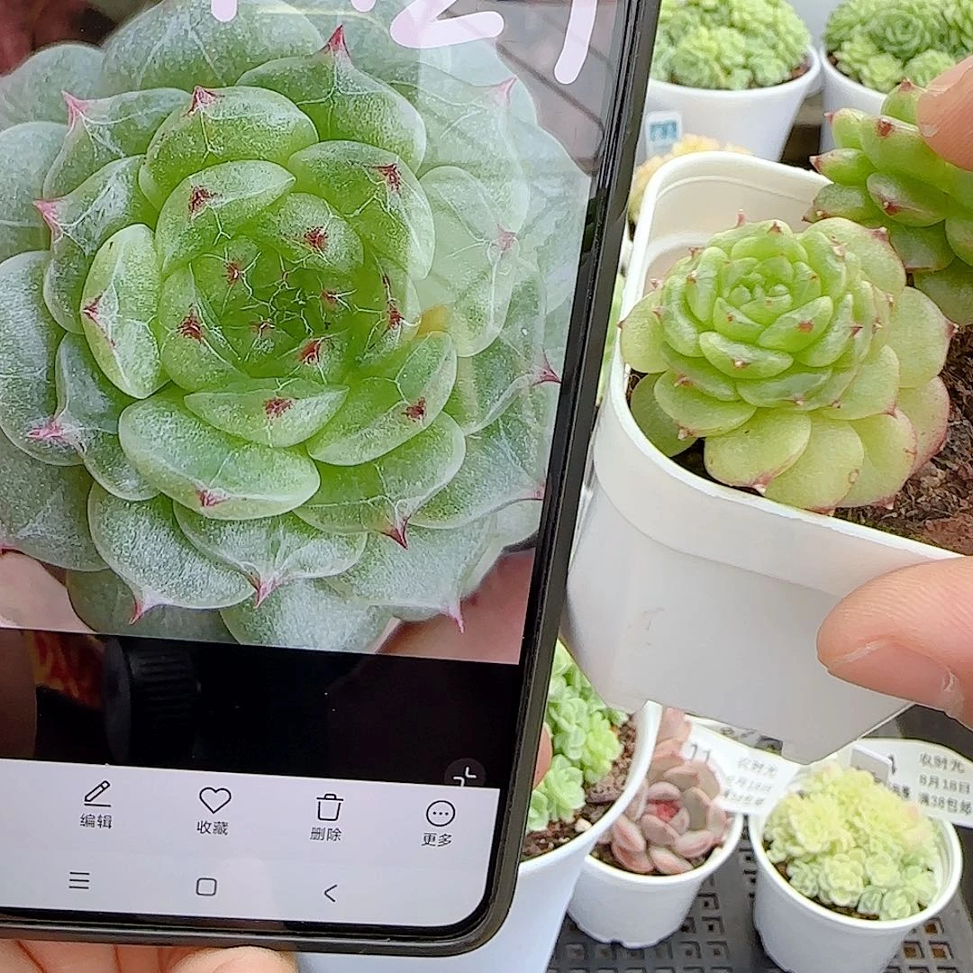 【闪购商品】0818-15散的（a1-12-1）