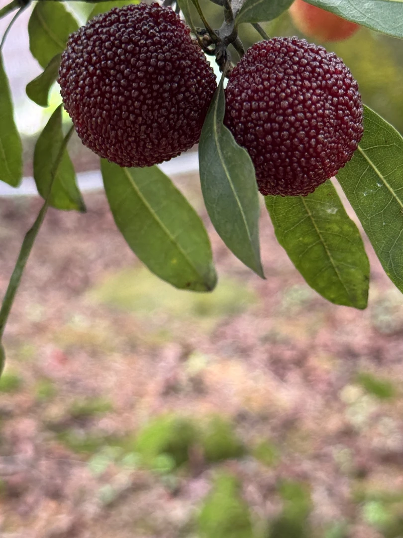 潮汕本地西胪高山大乌梅  当季杨梅