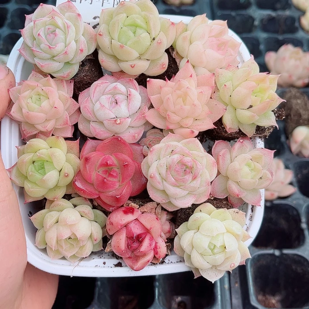1-289 新疆西藏内蒙不发12.8包邮2-3公分多肉