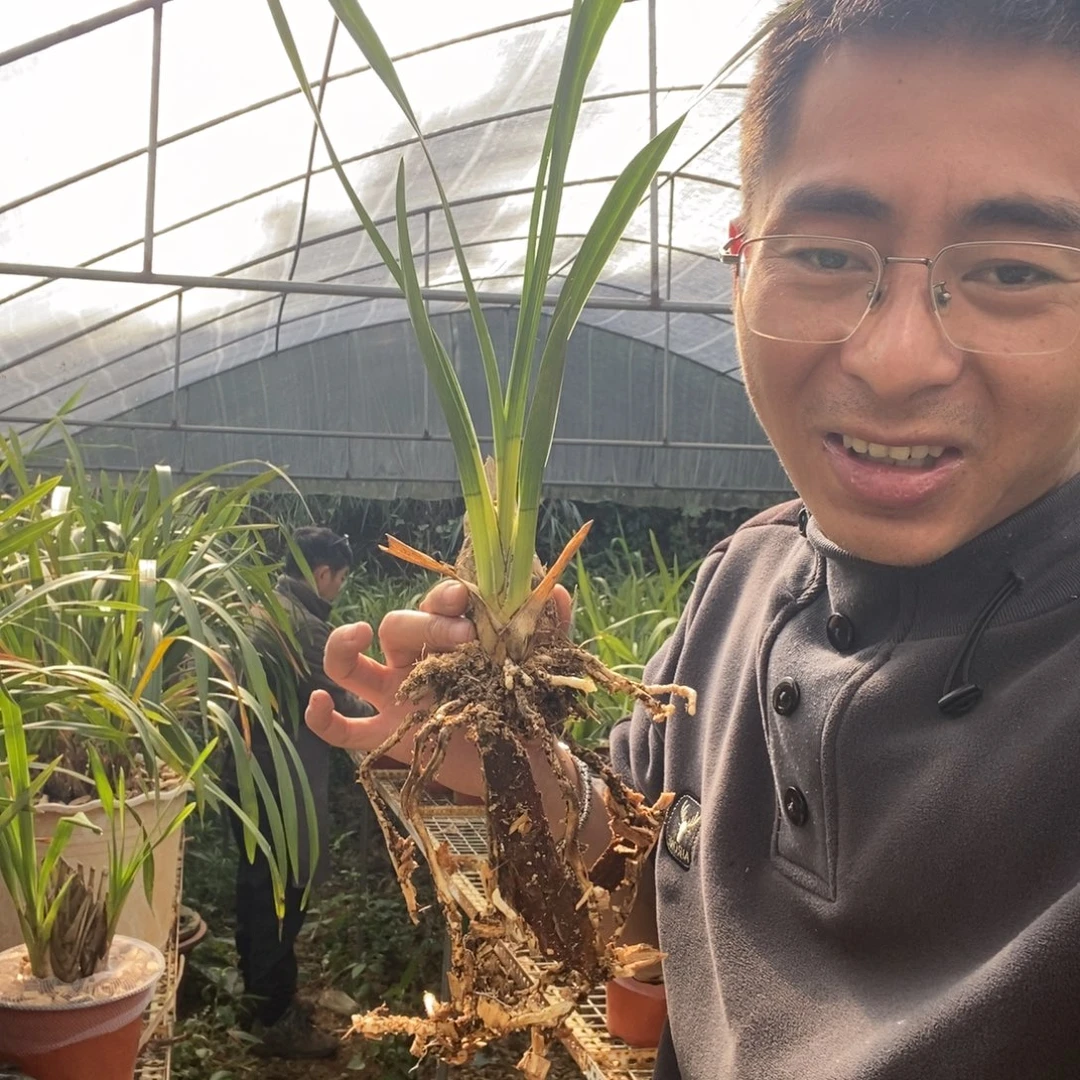 完全开放28青和素虎头兰