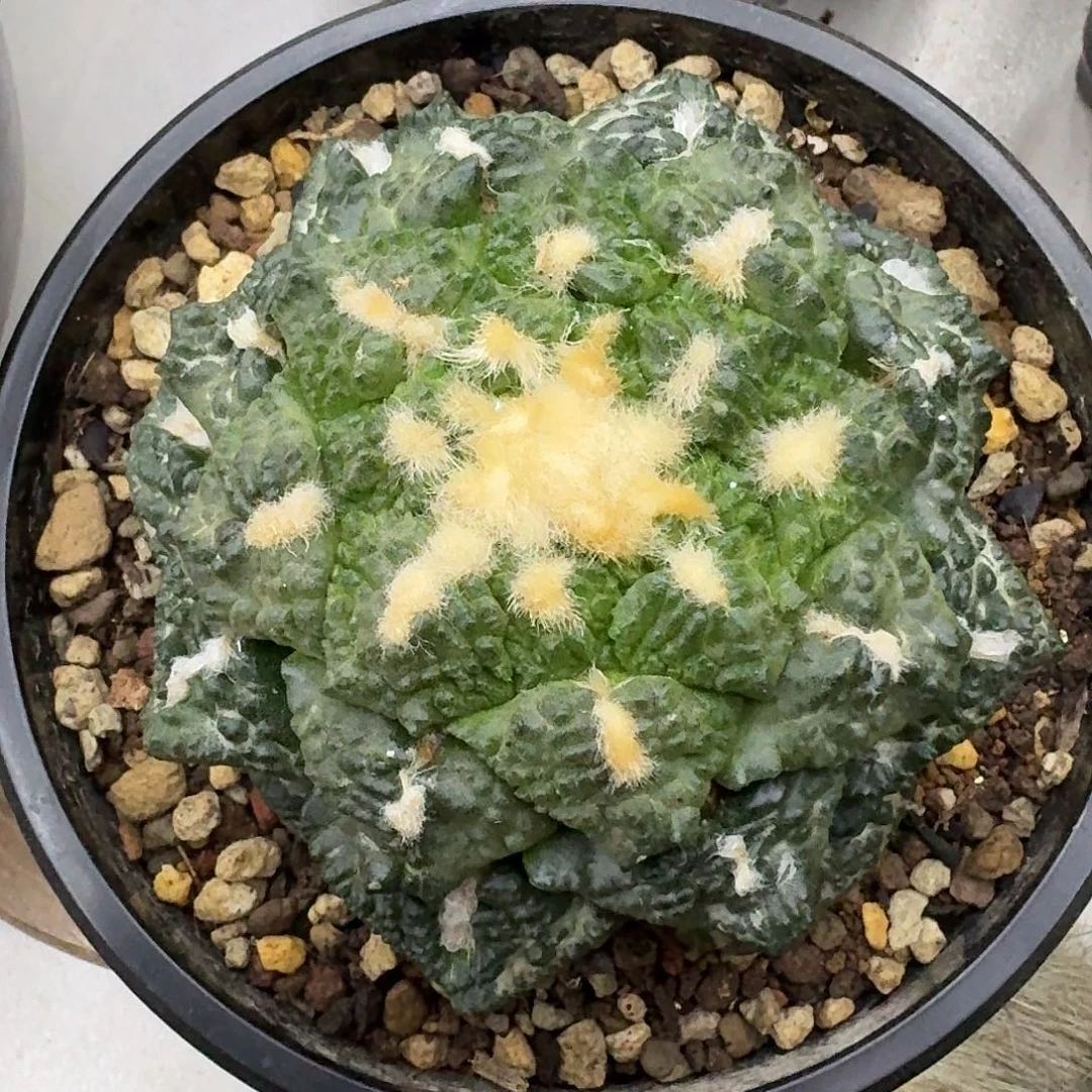 苗接自根连山，暂未开根