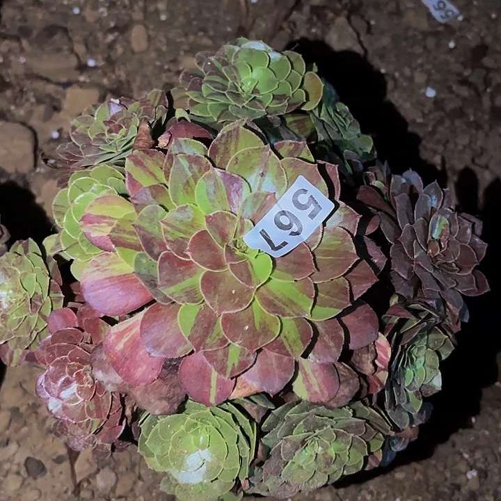 567花月夜多肉植物
