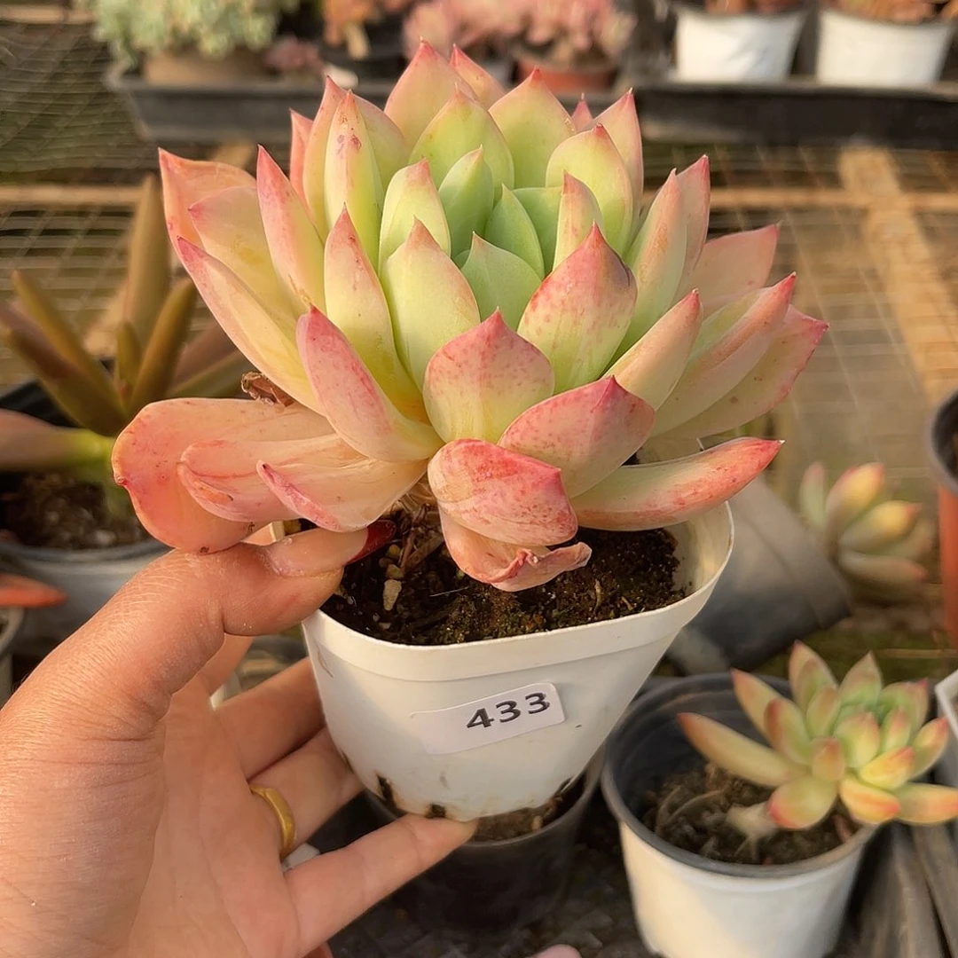 用****4鹅黄。   111111，111111