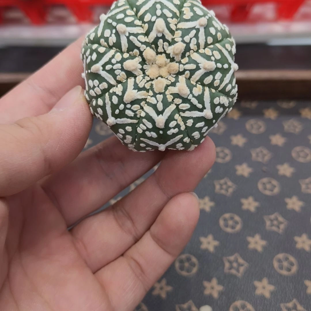 海星体连线V兜哈哈哈