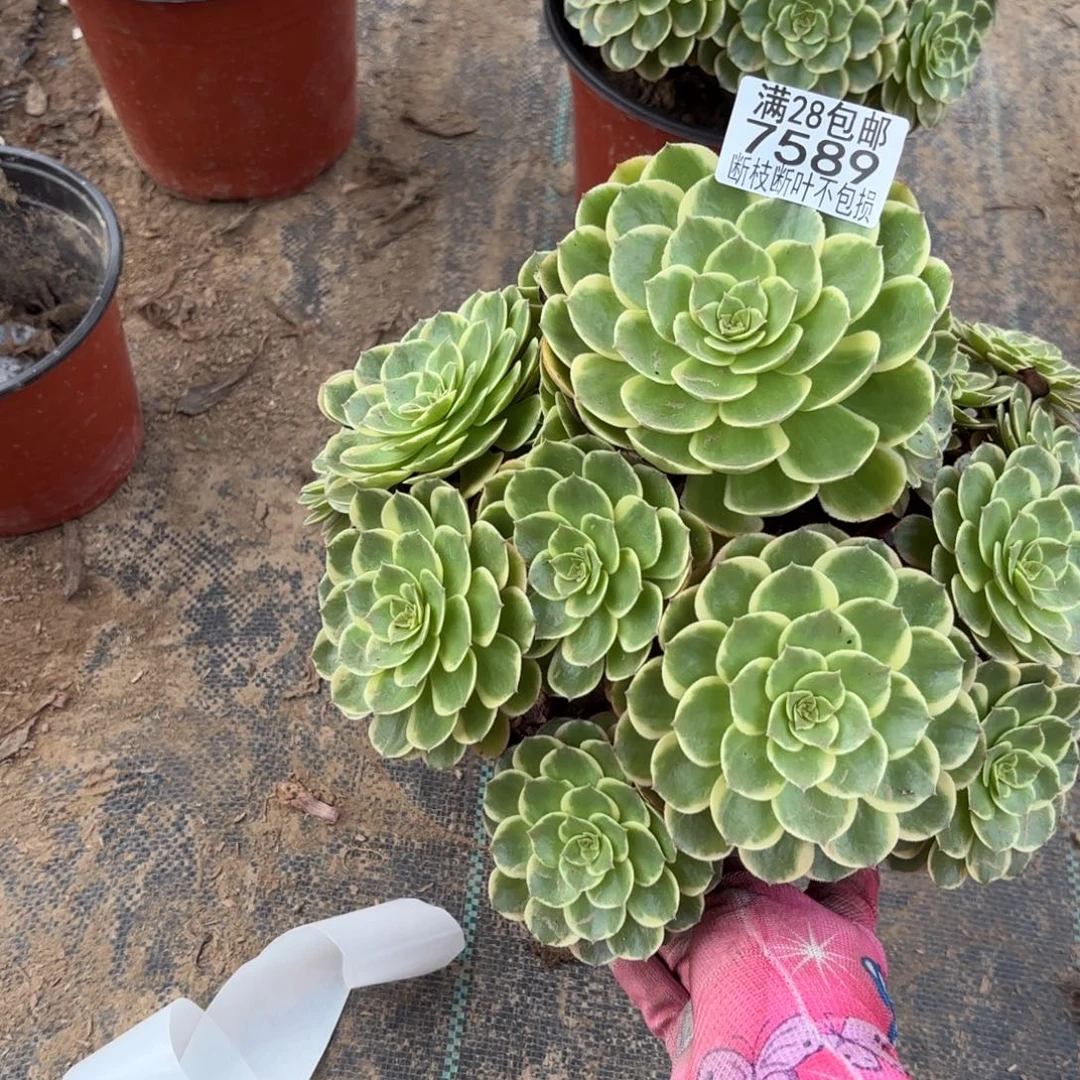 K. 7589粉花妖多肉，lo