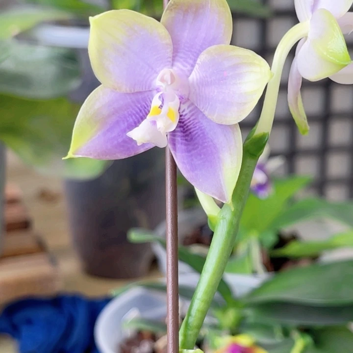 完全开放弥陀198海冰-292