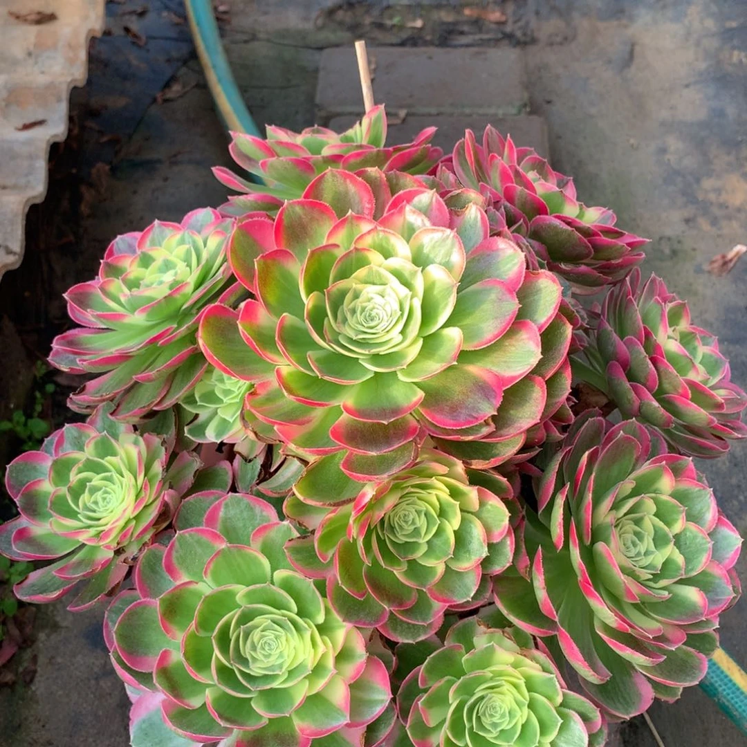 水中月有瑕疵，不包损的