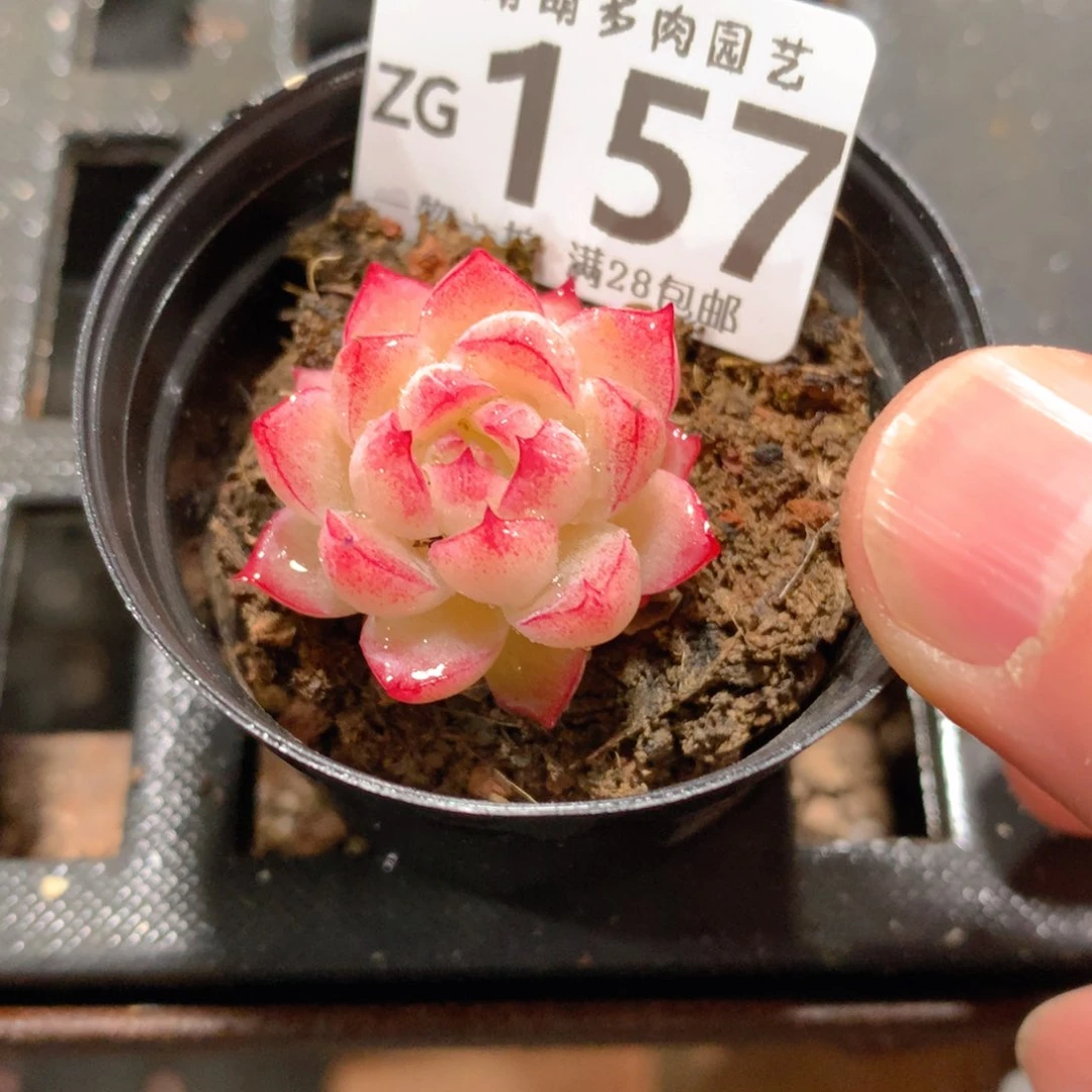 肉萌萌拇指盆精控多肉ZG157