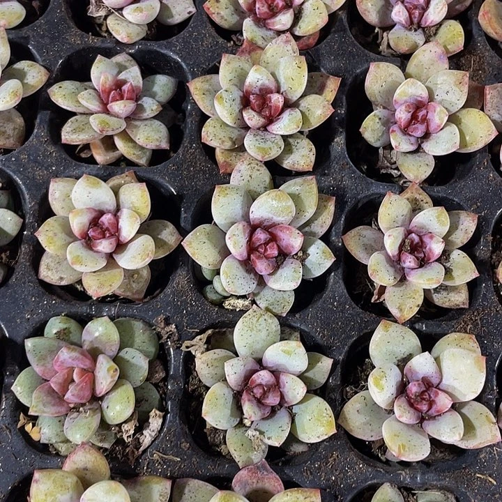 小德国香槟1元带土发