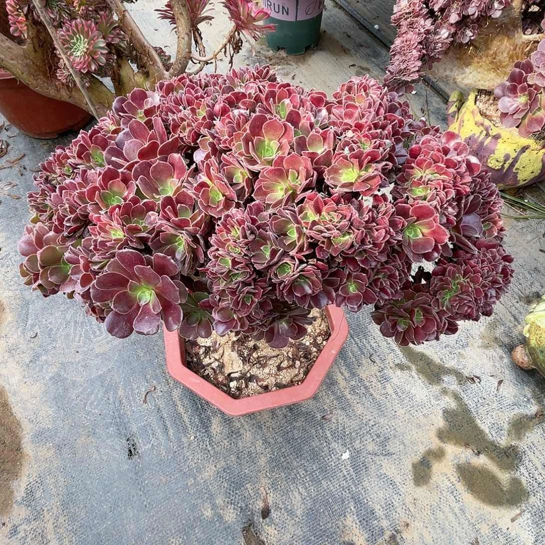 【闪购商品】无花朵梅花朵朵