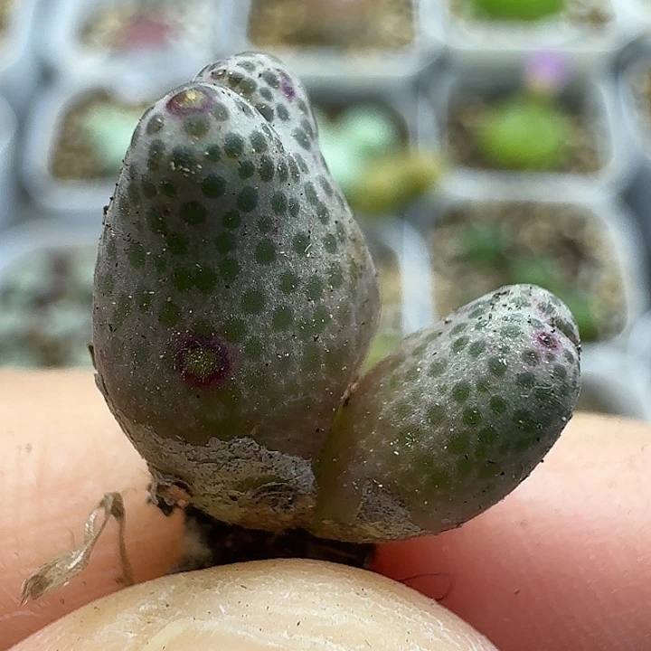 -***生老马生石花斑马2732