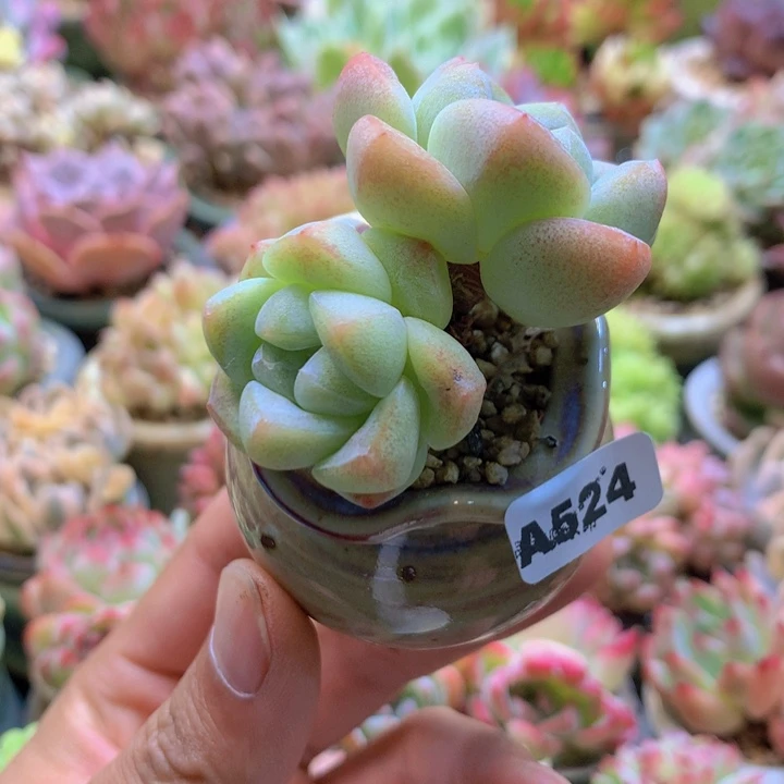 一物一拍含盆土满38包邮A524