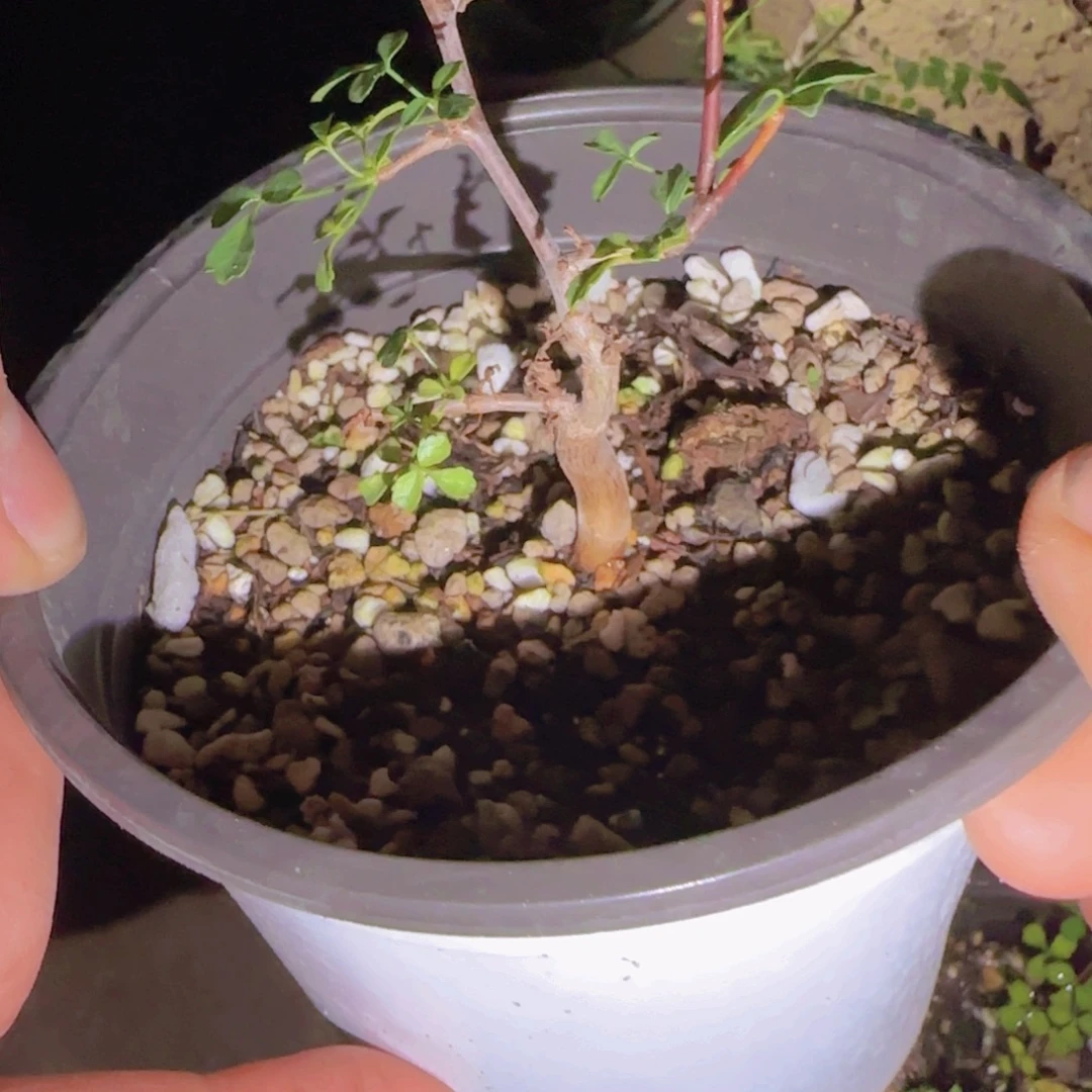 爱***傅块根植物块根植物