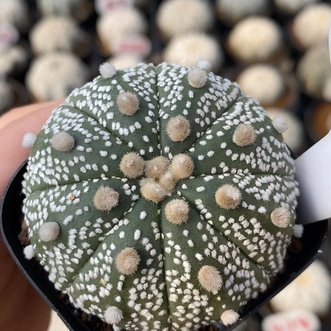 838兜特价福利来了