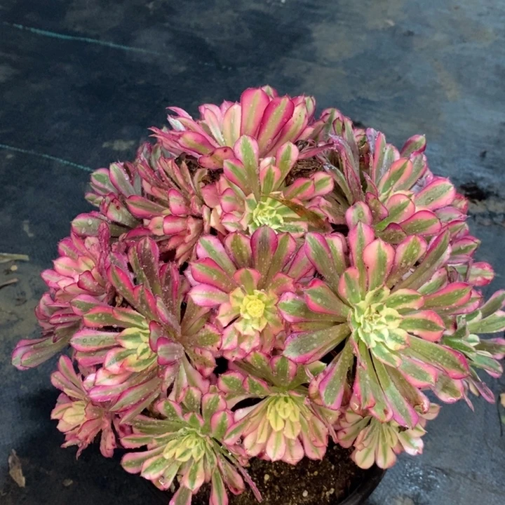 红桐白多肉植物28