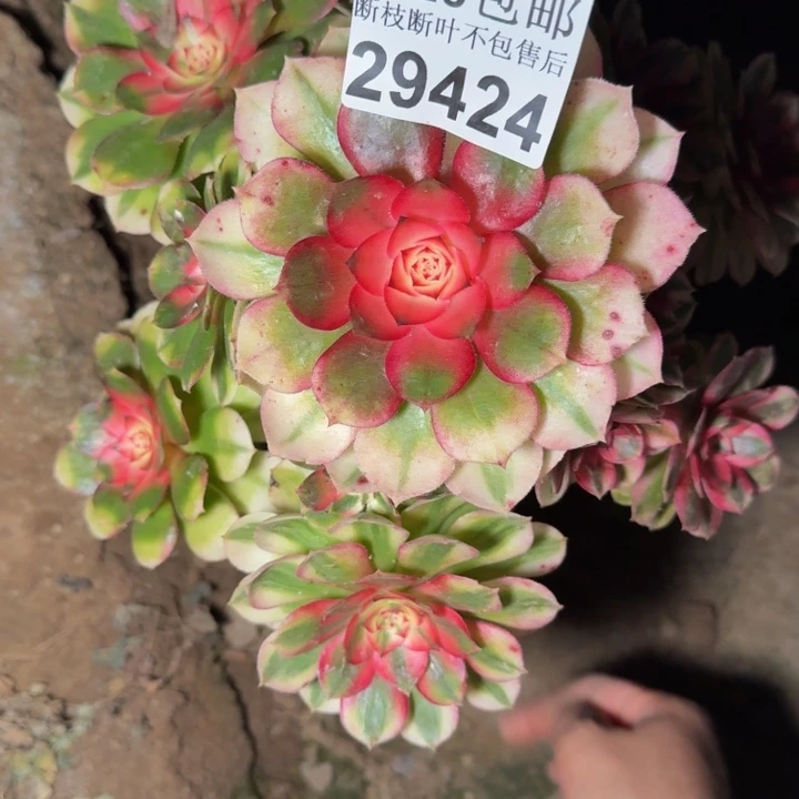 29424荔枝多肉植物