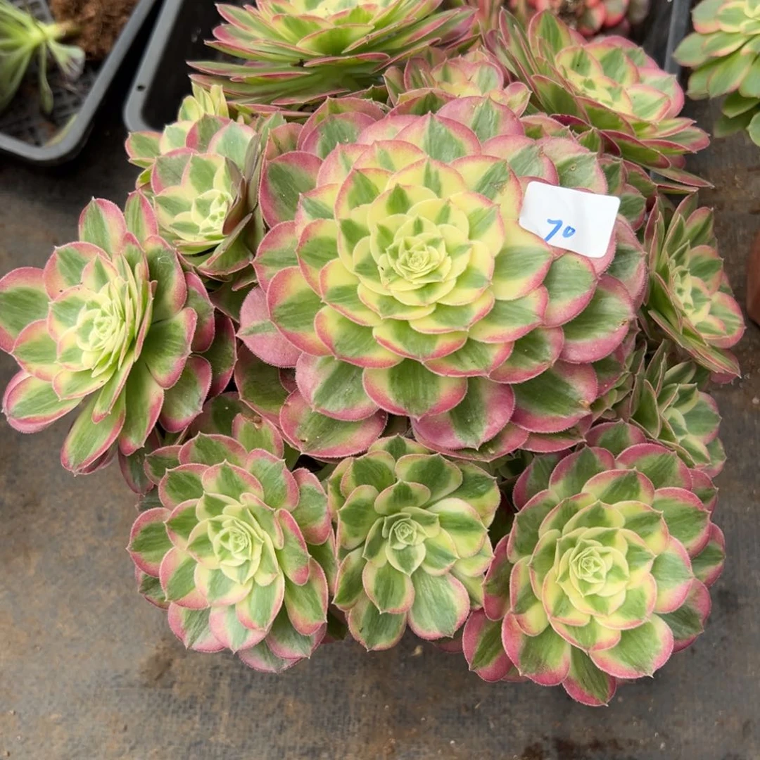 70玉姿多肉植物系之