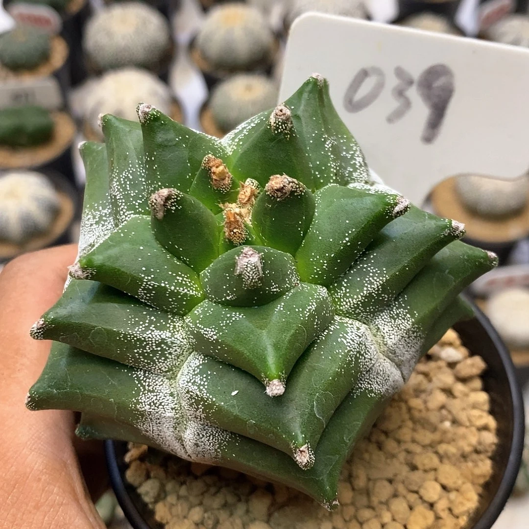 039福利特价来了特价咯